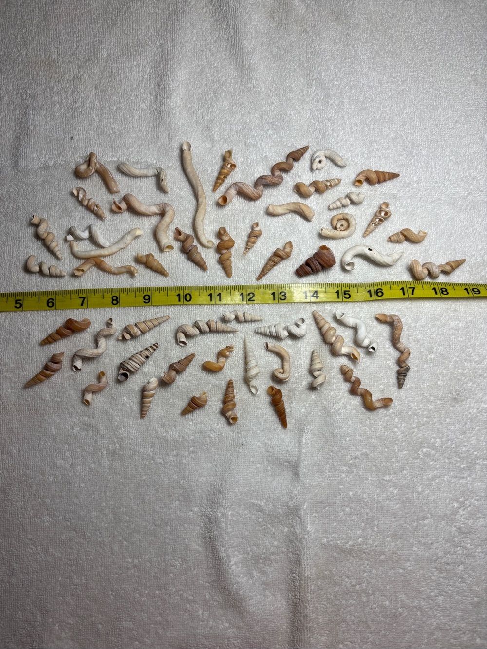 50 Worm Shells - Mixed Small Spiral Seashell Lot from Sanibel Island!
